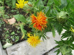 ベニバナの花