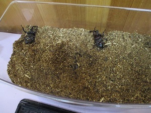 カブトムシ2匹 カブトムシ2匹