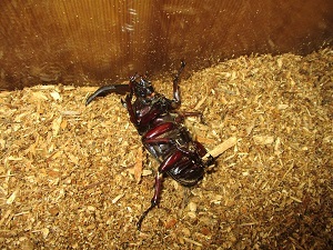 ひっくり返っているカブトムシ ひっくり返っているカブトムシ