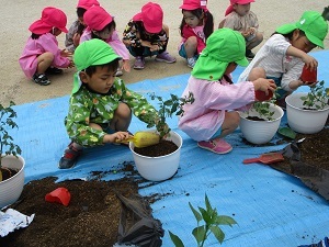 夏野菜の苗植え (3) 夏野菜の苗植え (3)