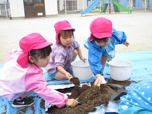 夏野菜の苗植え (4) 夏野菜の苗植え (4)