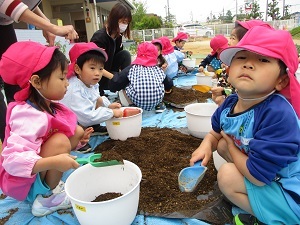 夏野菜の苗植え (6) 夏野菜の苗植え (6)