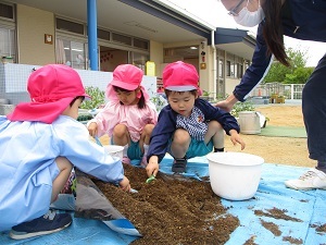夏野菜の苗植え (7) 夏野菜の苗植え (7)