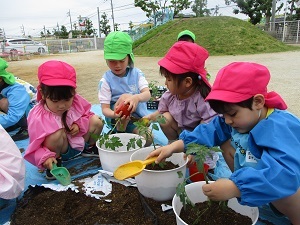 夏野菜の苗植え (9) 夏野菜の苗植え (9)