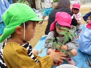 夏野菜の苗植え (10) 夏野菜の苗植え (10)