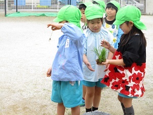 田植え体験(年長) (3) 田植え体験(年長) (3)