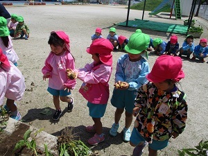 芋大きさ比べ
