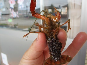 ザリガニの卵