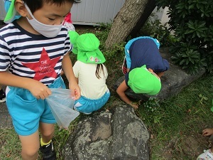 小学校にどんぐり拾い (4) 小学校にどんぐり拾い (4)