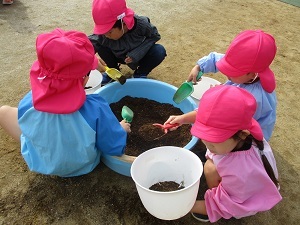 チューリップ球根植え(うめ組) (1)