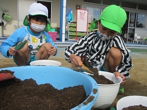 チューリップ球根植え(もも組) (1)