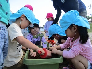 夏野菜の苗植え(うめ組) 夏野菜の苗植え(うめ組)