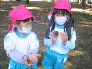 木の実 木の実