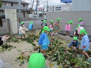 さつまいもほり（さくらんぼ組） (5)