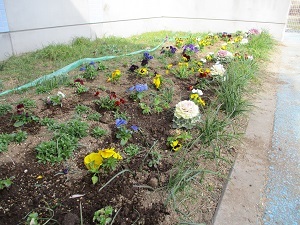 花苗植え (6) 花苗植え (6)