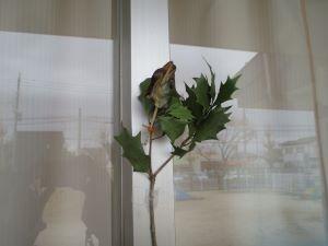 IMG_9117