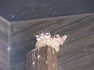 IMG_9267 IMG_9267