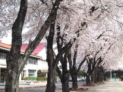  堀原小学校の桜