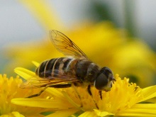  ミツバチ