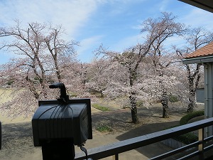 投光器と桜