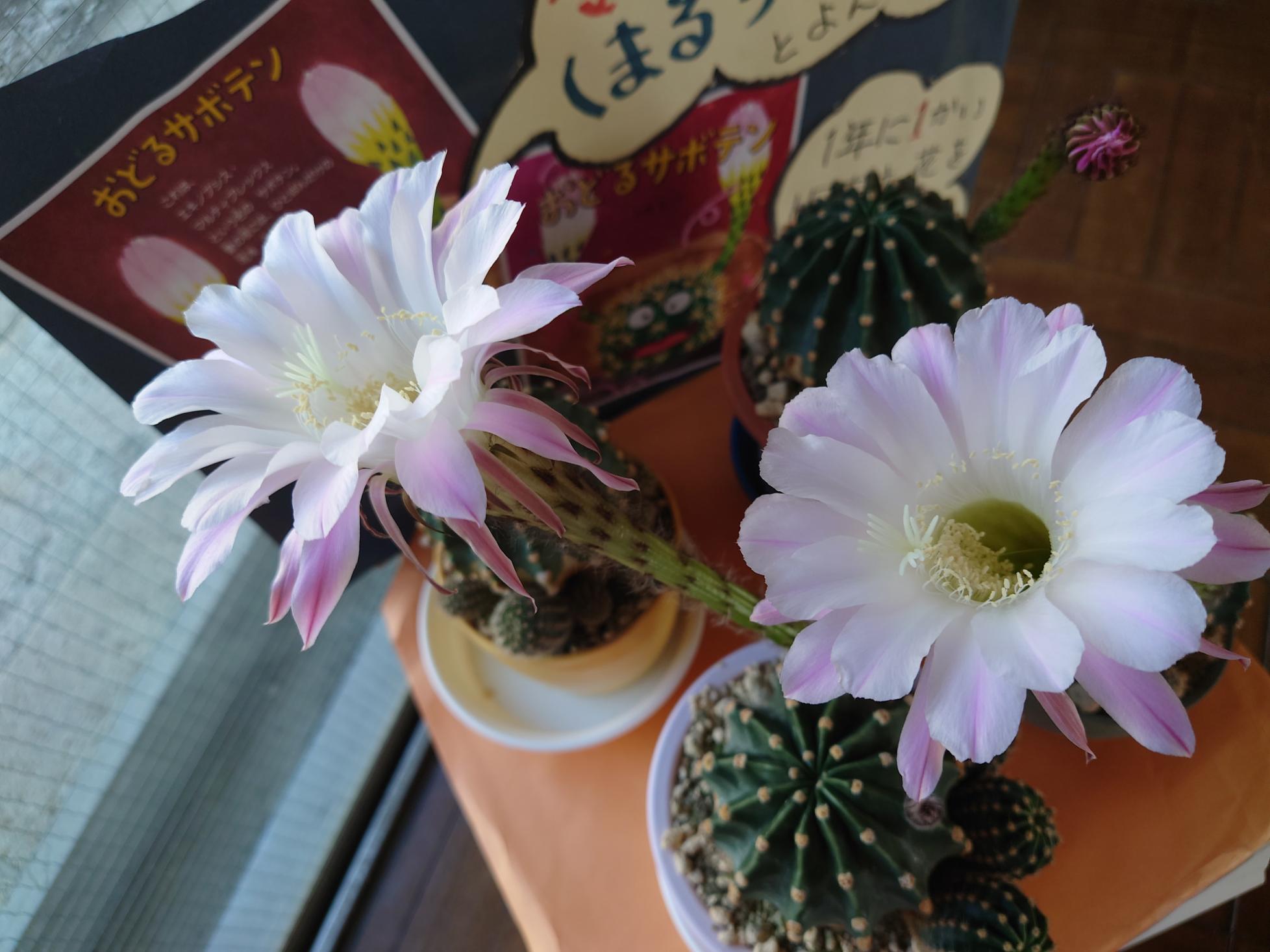 6月1日