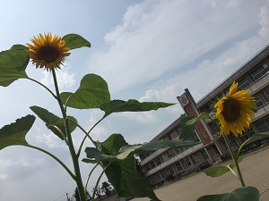 IMG_3667 IMG_3667