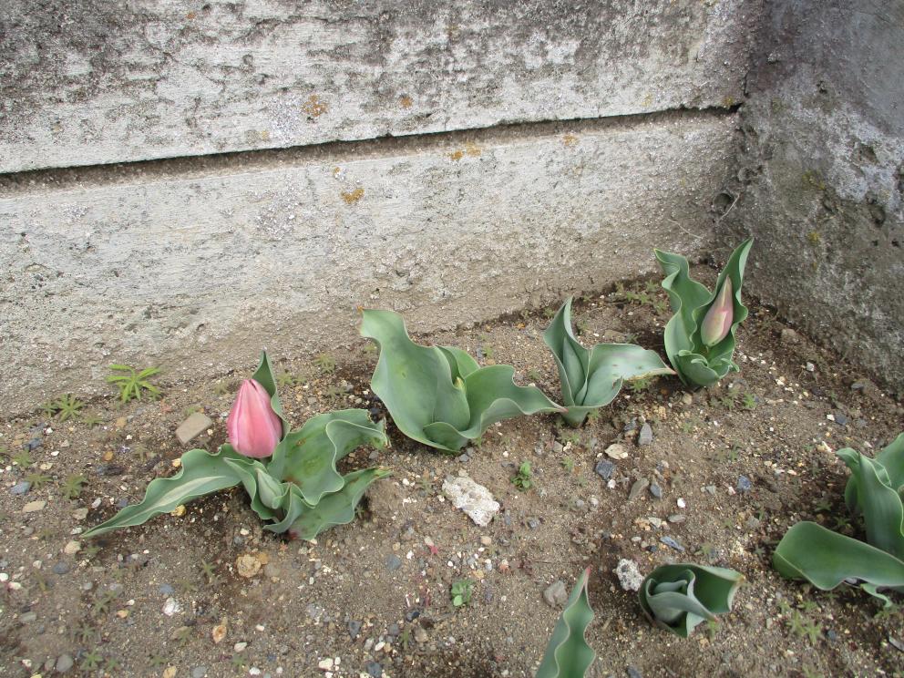 IMG_4125 IMG_4125