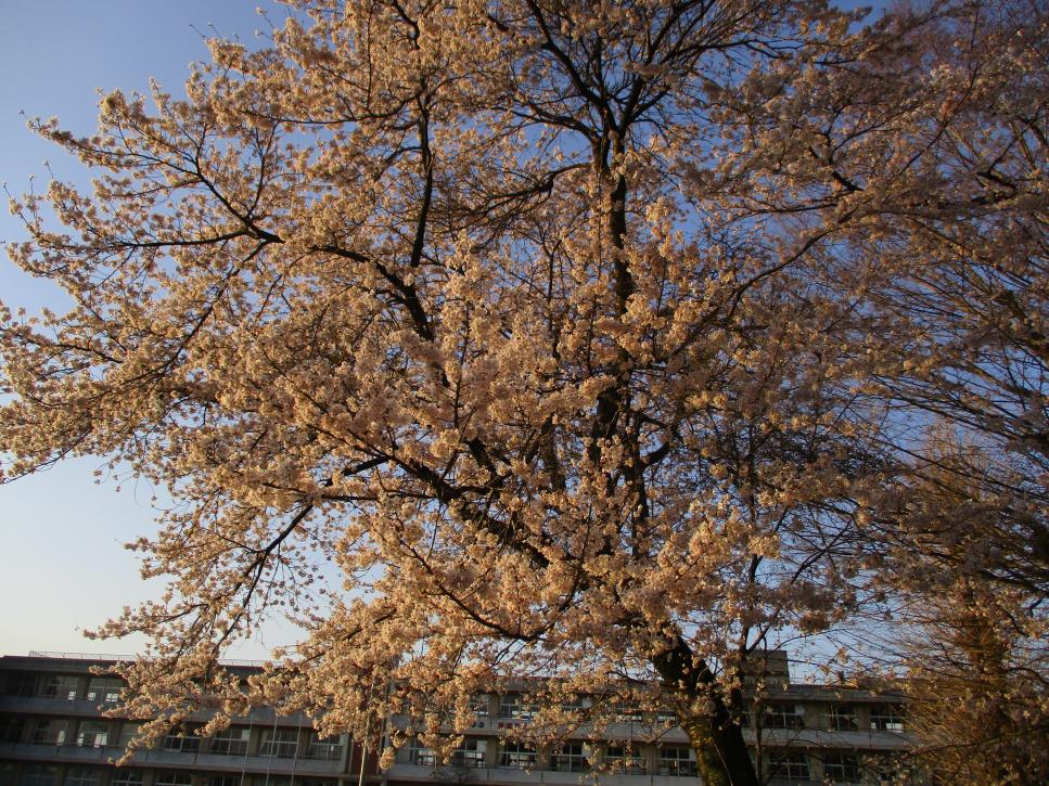 IMG_4354 IMG_4354