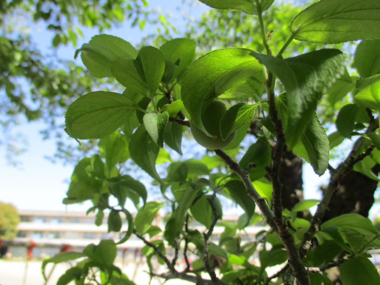 IMG_1720 IMG_1720