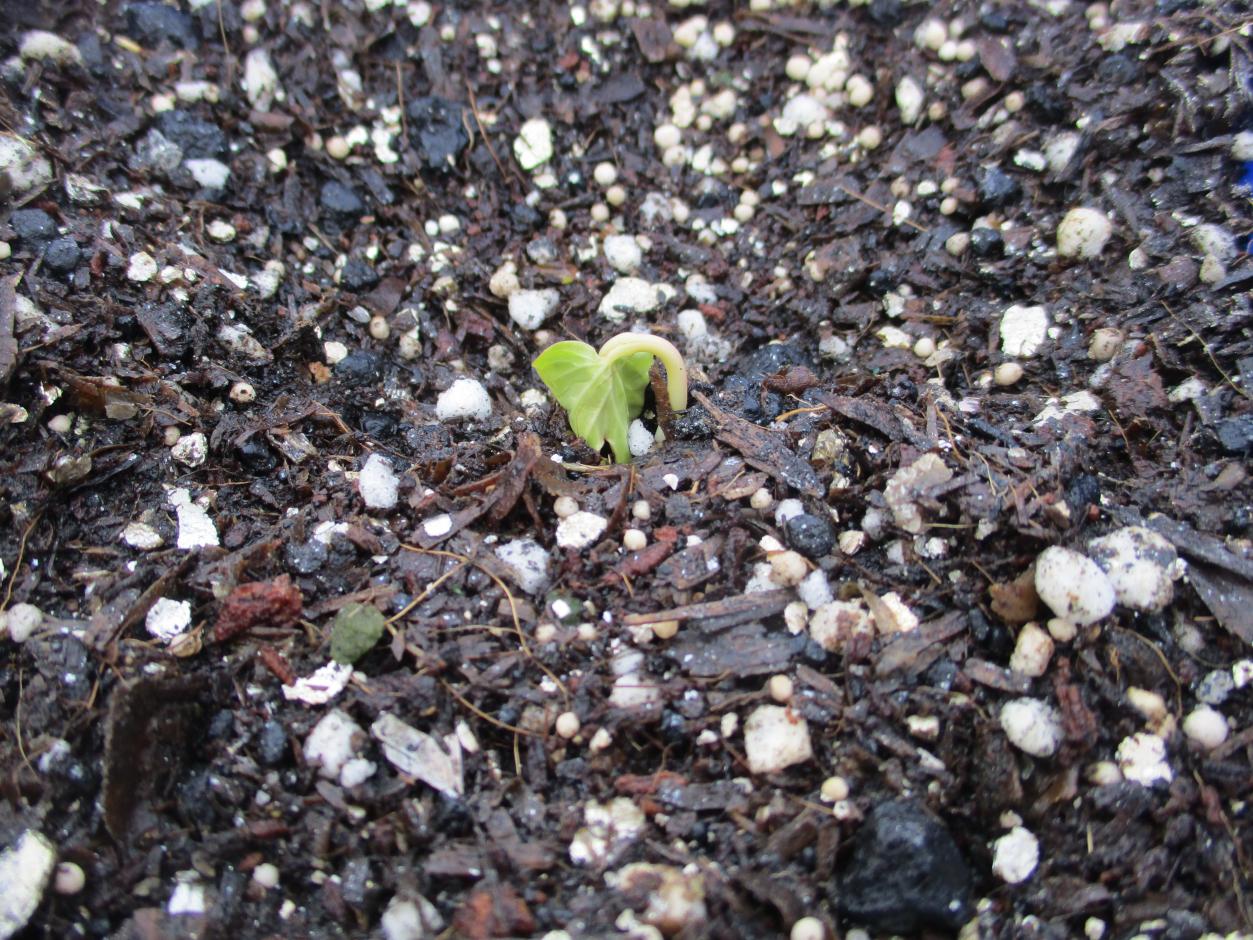 IMG_5210 IMG_5210