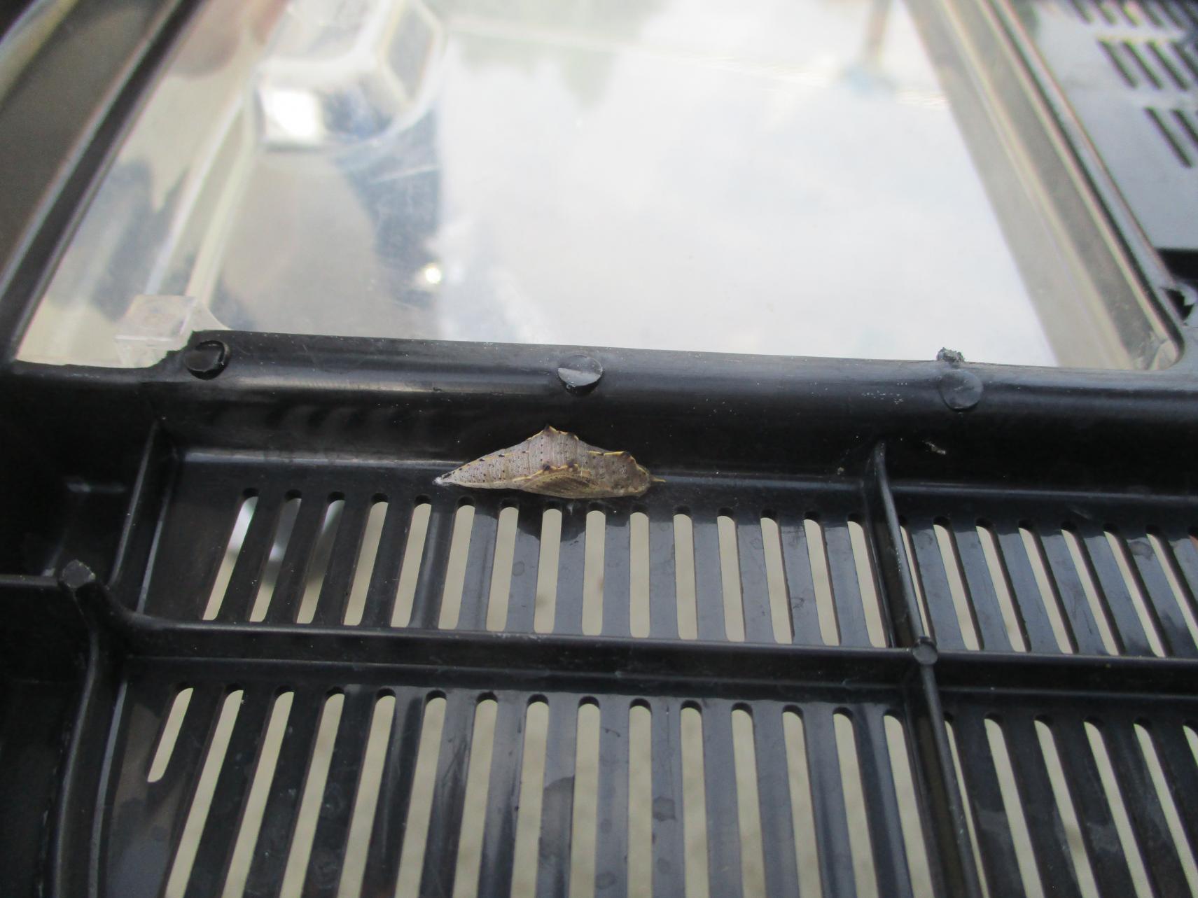 IMG_5874 IMG_5874