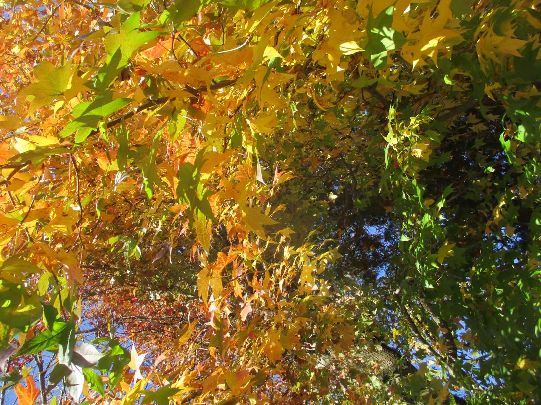 IMG_8465 IMG_8465