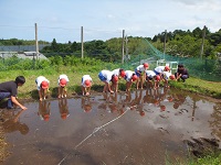 田植え(2)