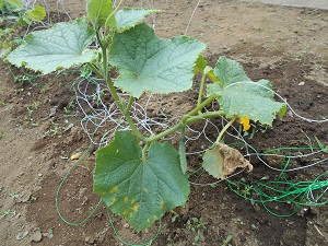 DSCN3432 DSCN3432