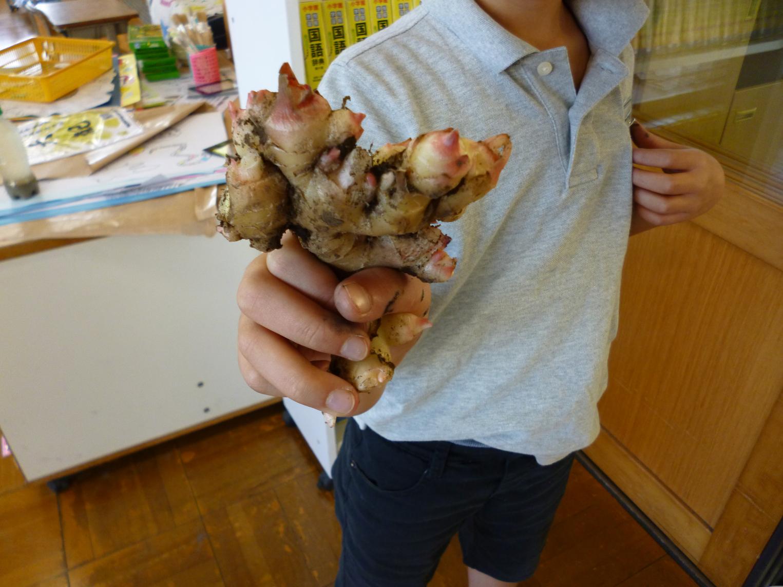 大きなショウガ 大きなショウガ