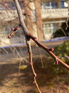 IMG_1195 IMG_1195
