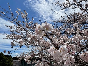 IMG_1974 IMG_1974