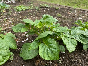 IMG_2250 IMG_2250