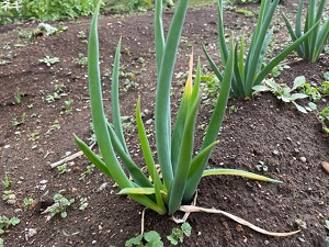 IMG_2252 IMG_2252