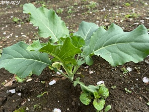 IMG_2251 IMG_2251