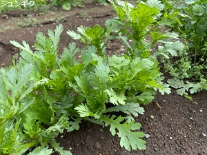 IMG_2253 IMG_2253