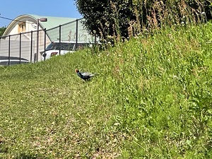IMG_2419 IMG_2419