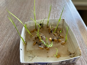 IMG_2952 IMG_2952