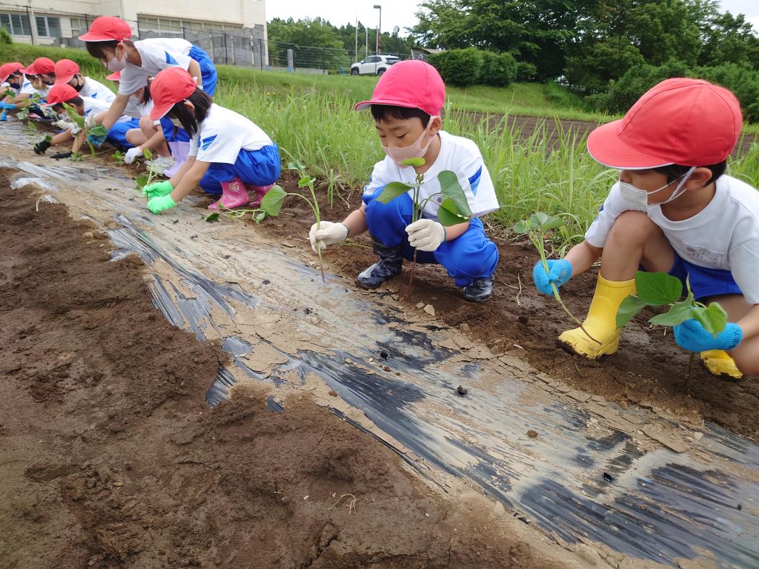 苗植え 苗植え