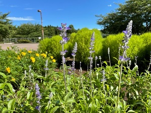 IMG_3670