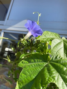 IMG_3867 IMG_3867