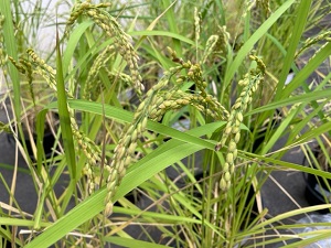 IMG_3906 IMG_3906