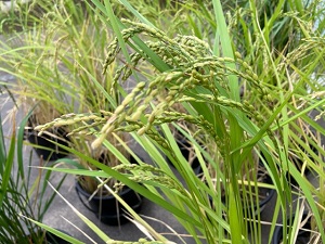 IMG_3908 IMG_3908