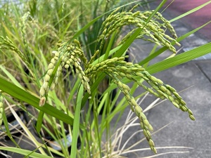 IMG_3909 IMG_3909