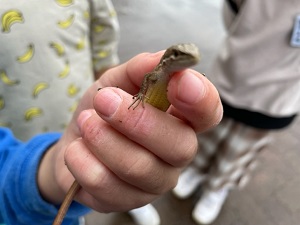 カナヘビ カナヘビ